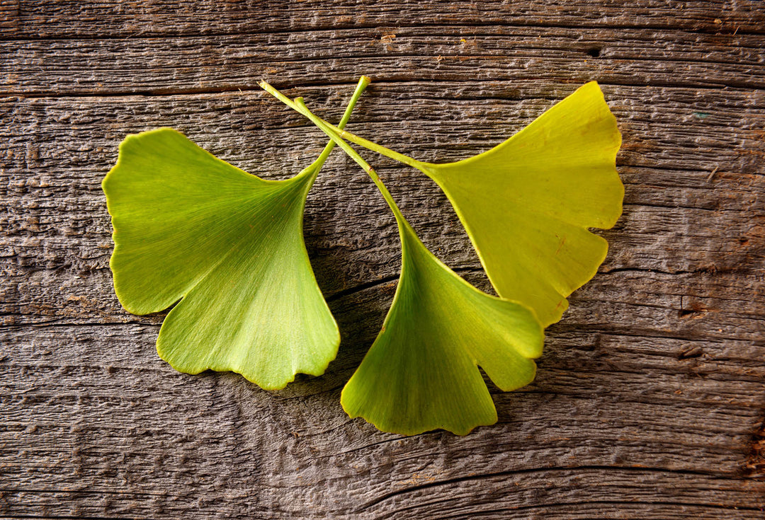 EVERYTHING YOU NEED TO KNOW ABOUT GINKGO BILOBA