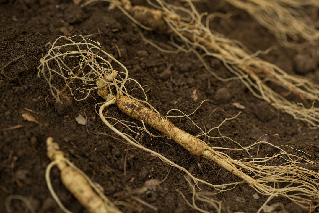 EVERYTHING YOU NEED TO KNOW ABOUT SIBERIAN GINSENG